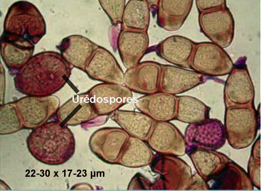 Puccinia asperulae-odoratae (Puccinia punctata)